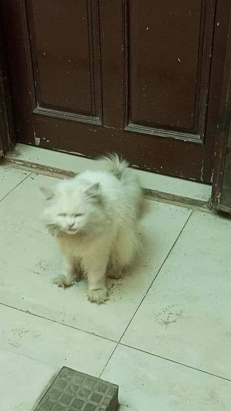 Persian Cat Male For Sale Fully Tamed And Friendly 1