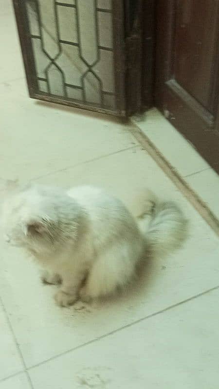 Persian Cat Male For Sale Fully Tamed And Friendly 2