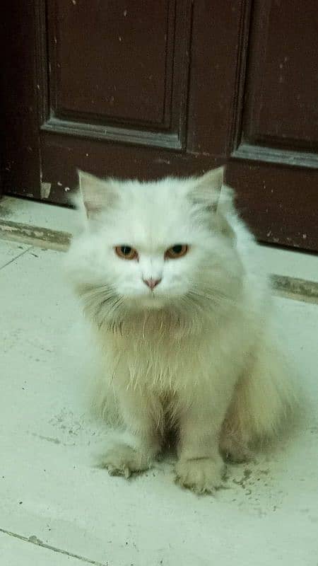 Persian Cat Male For Sale Fully Tamed And Friendly 3