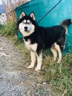 Siberian Husky Breeder Female 0