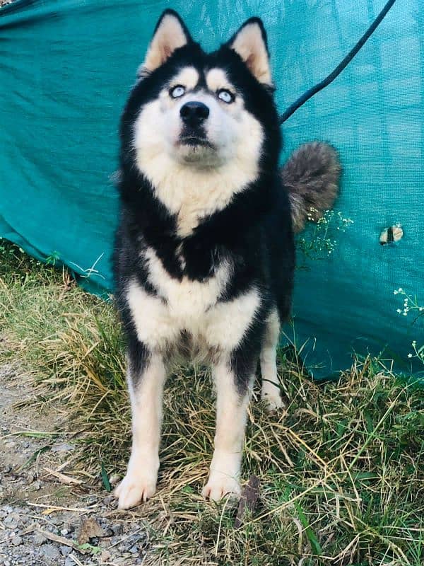 Siberian Husky Breeder Female 2