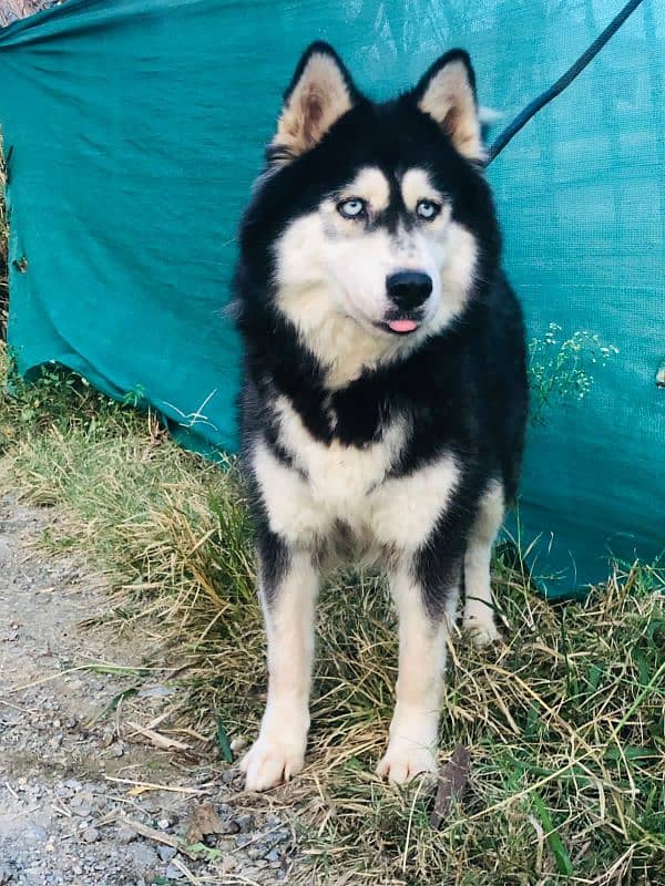 Siberian Husky Breeder Female 4