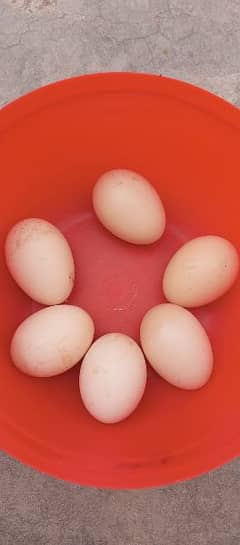 White Hera Aseel  Fertile Eggs