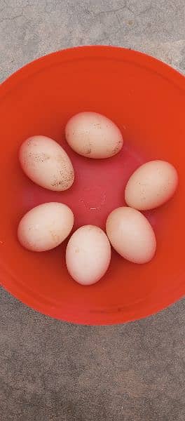 White Hera Aseel  Fertile Eggs/ Hera and Thi cross Chicks 7