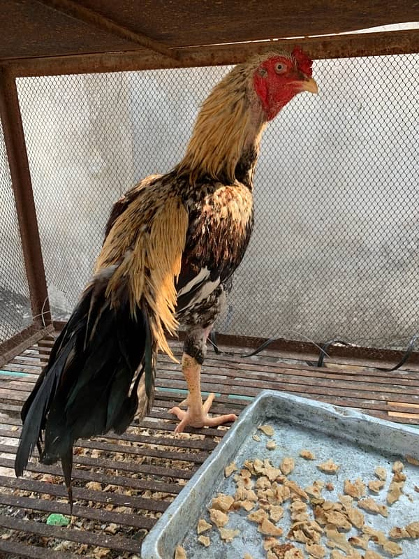 Aseel hen for sale ( Pair ) 1