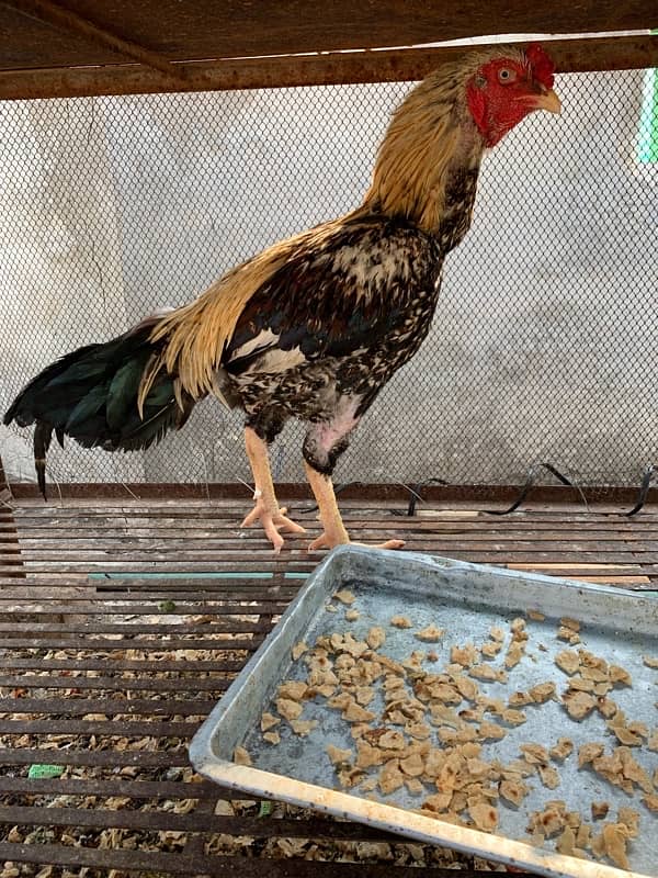 Aseel hen for sale ( Pair ) 2