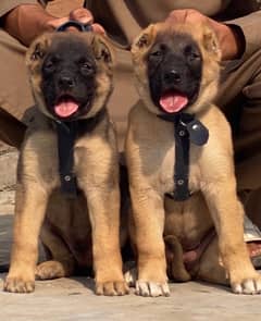 king Kurdish kangal full security dog pair 2 mohtn for sale