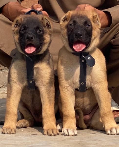 king Kurdish kangal full security dog pair 2 mohtn for sale 0