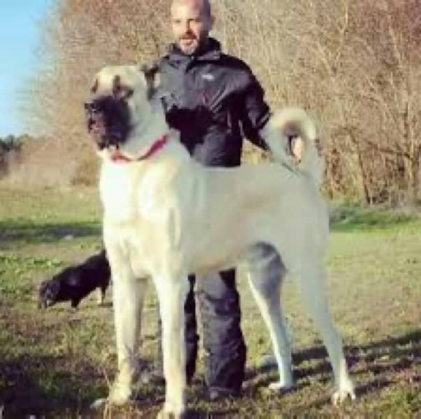 king Kurdish kangal full security dog pair 2 mohtn for sale 1