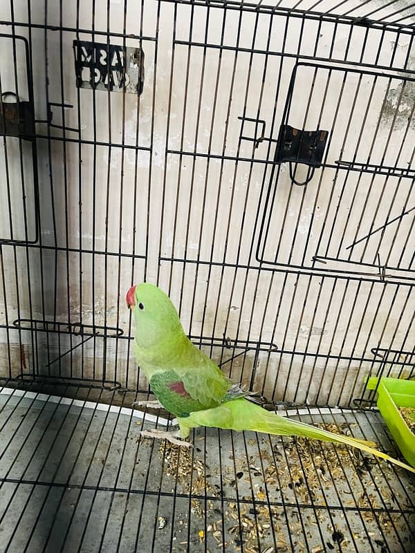 raw parrot  8 month age ghar k paly huwe ha healthy pair ha cageksath 1