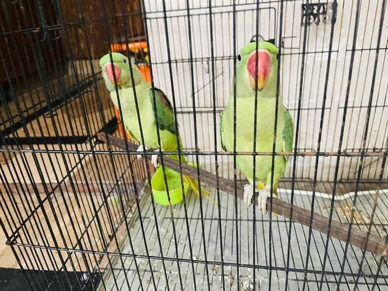 raw parrot  8 month age ghar k paly huwe ha healthy pair ha cageksath 2