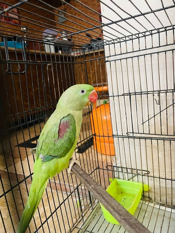 raw parrot  8 month age ghar k paly huwe ha healthy pair ha cageksath 3