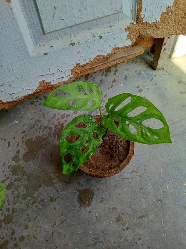 money plants and cactus 1