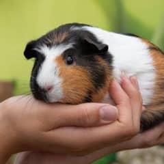 Cute Guinea pigs