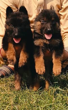 German Shepherd Dog | German Shepherd Long Coat Puppies For Sale