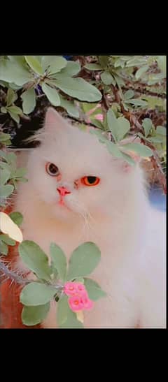 Persian cat for sale 0