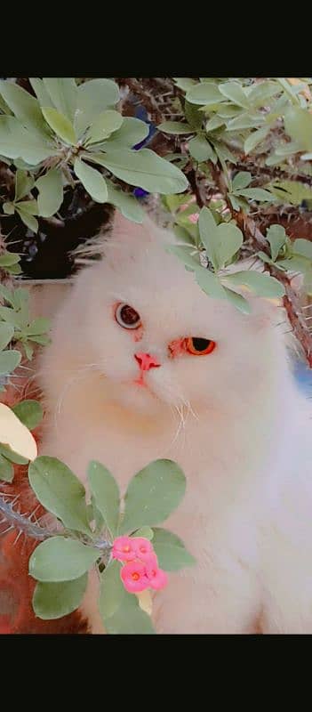 Persian cat for sale 2