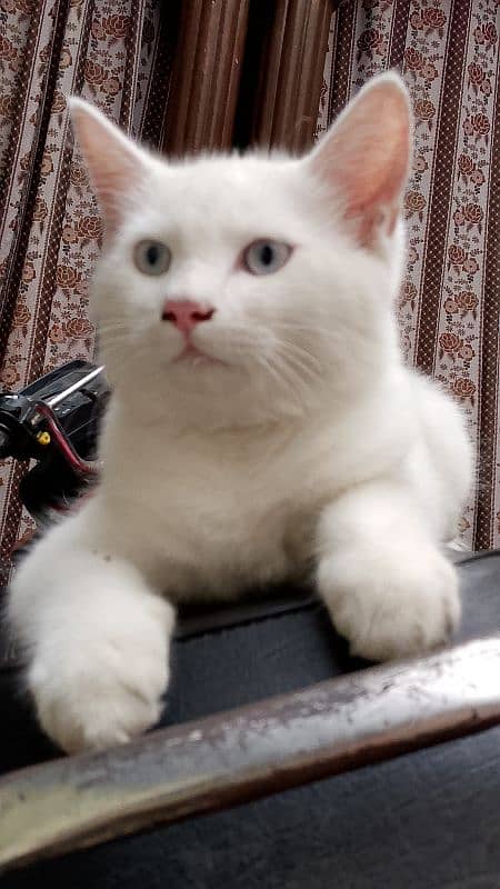 Persian cat 5