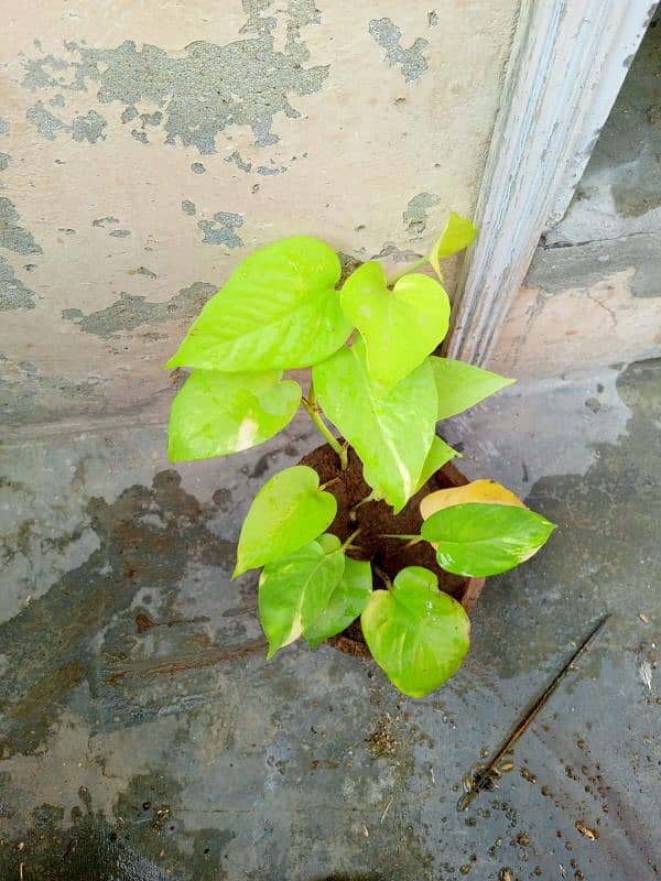 money plant and cactus 1