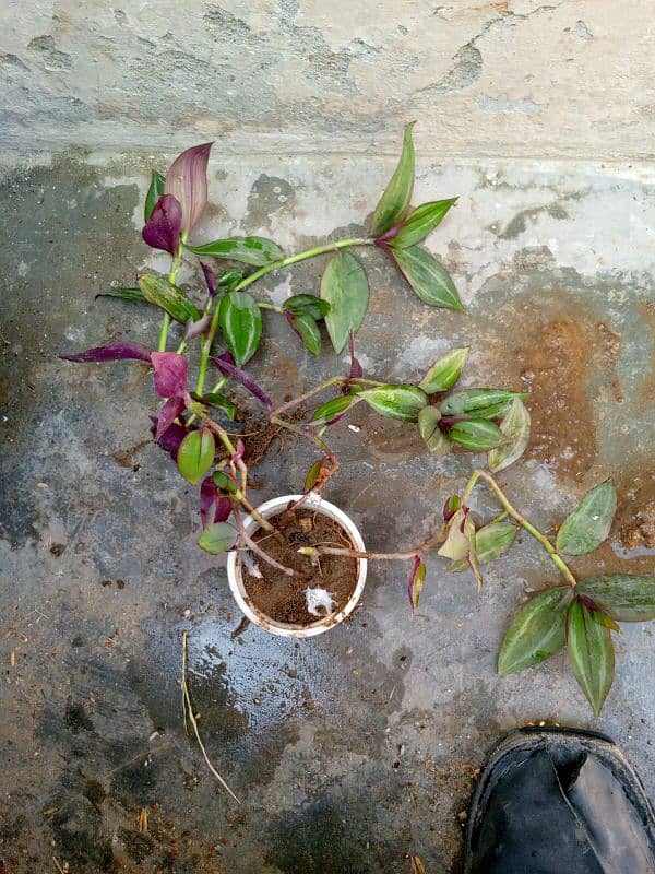 money plant and cactus 6