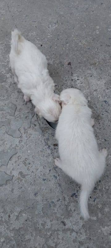 Russian pups for sale 1