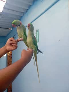 Raw Pahari pair handtam toking