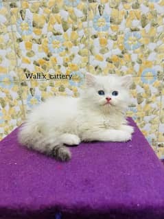 Piki Kitten|Punch face Kittens|persian cat|cute|tripple|fluffy|doll 0