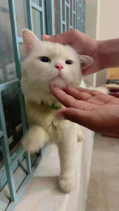 Persian Adult Triple Coated Male Cat