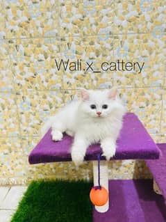 Piki Kitten|Punch face Kittens|persian cat|cute|tripple|fluffy|doll