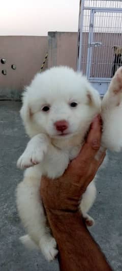 Russian puppy for sale 0