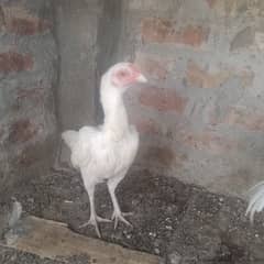 pepar white  aseel