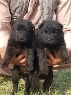 German Shepherd Puppies | Black German Shepherd Long Coat Pair