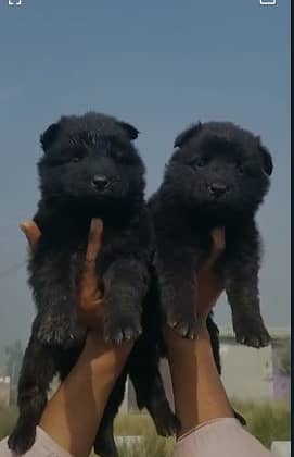 German Shepherd Puppies | Black German Shepherd Long Coat Pair 6