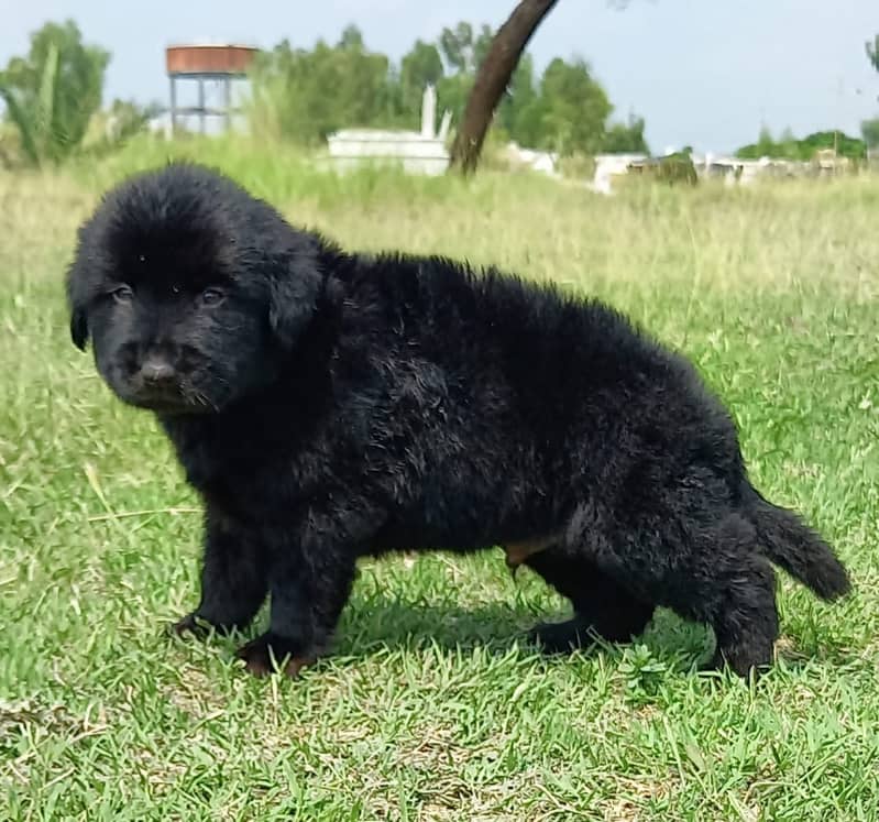 German Shepherd Male Puppy | Black German Shepherd Long Coat Puppy 0