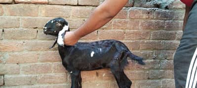 Desi bakri path available for sale 0