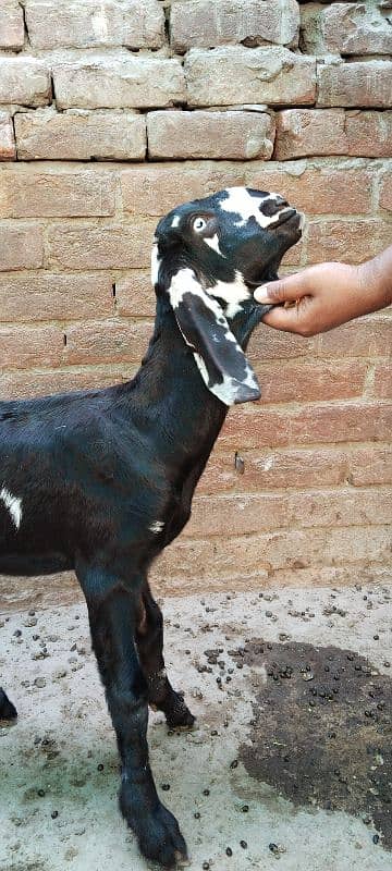 Desi bakri path available for sale 3