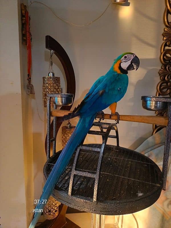 Blue n Gold Macaw 1