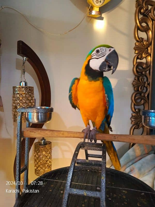 Blue n Gold Macaw 2