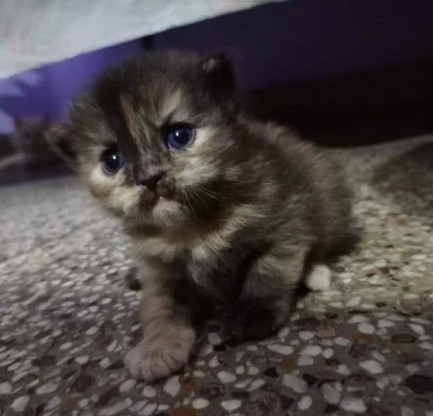 persian kittens black 4k ka mil Jae ga, Grey 6k & multi color 9k Mai 2