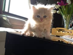 Adorable Persian Kittens for Sale – Ready for Their New Homes! 0