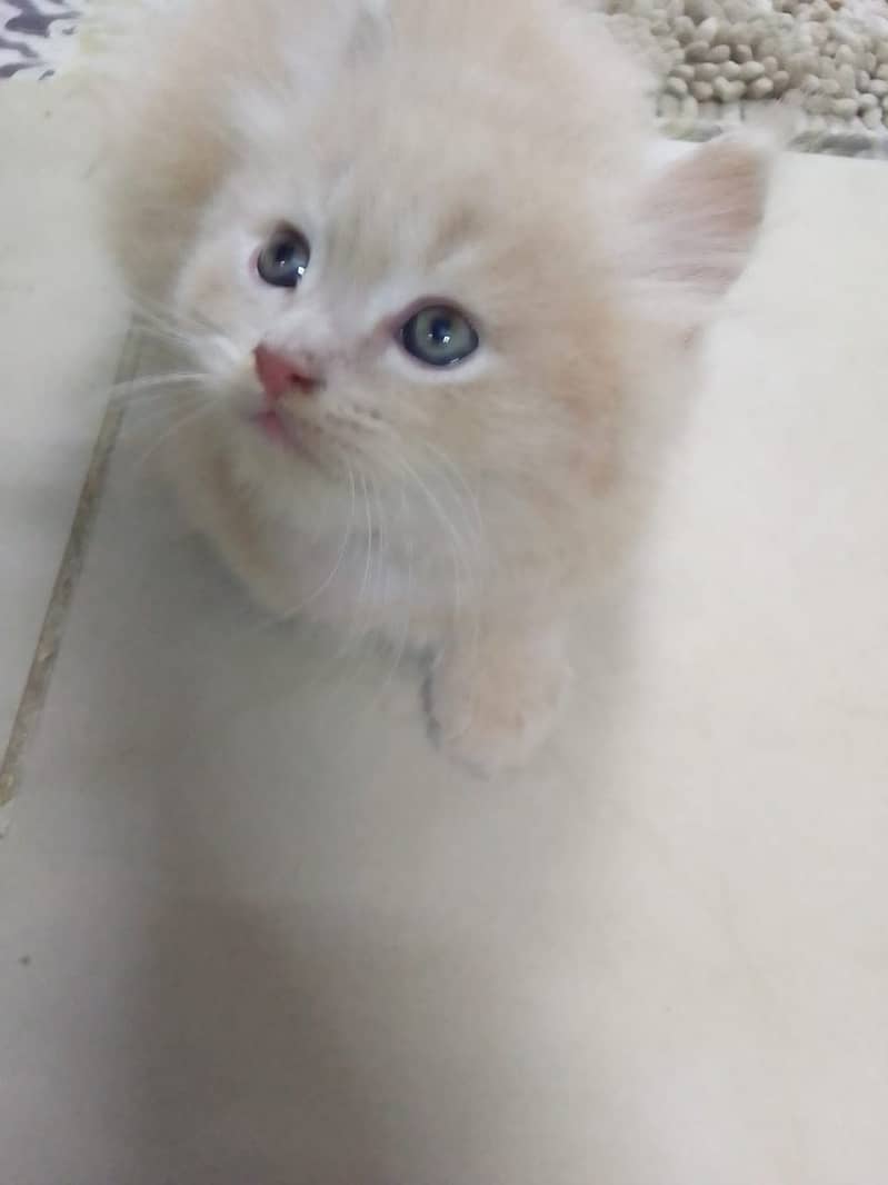 Adorable Persian Kittens for Sale – Ready for Their New Homes! 1