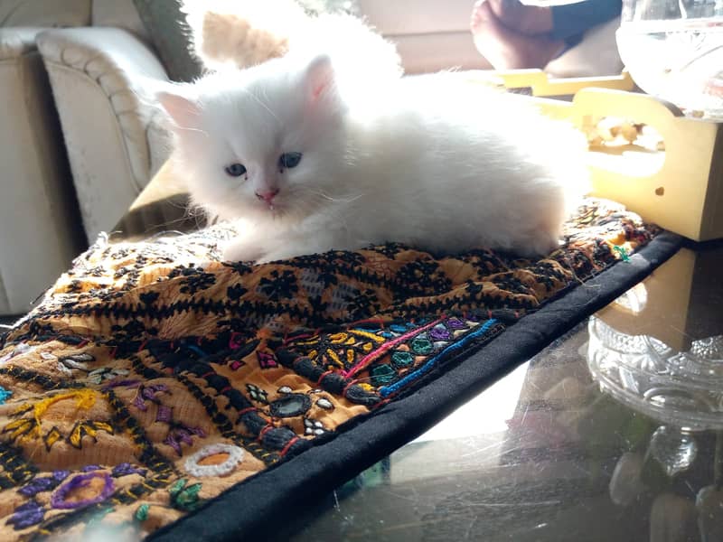 Adorable Persian Kittens for Sale – Ready for Their New Homes! 2