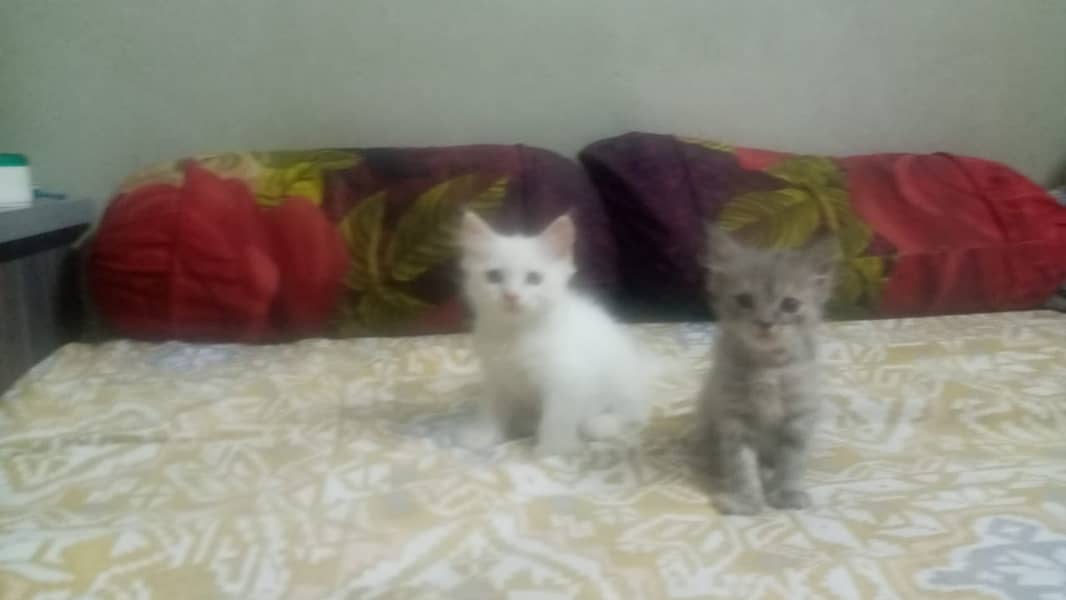 Adorable Persian Kittens for Sale – Ready for Their New Homes! 3