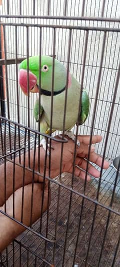 male parrot for sale