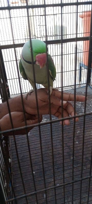 male parrot for sale 1