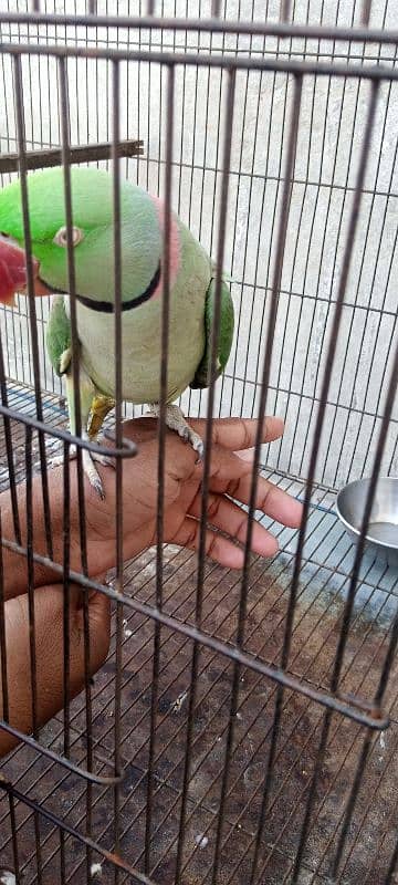 male parrot for sale 2