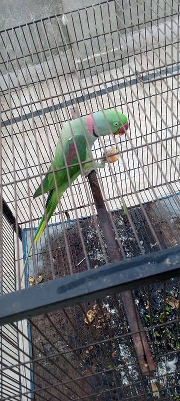 male parrot for sale 3