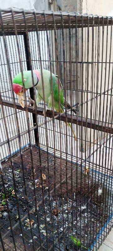 male parrot for sale 4