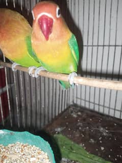 love bird fisher breeder pair