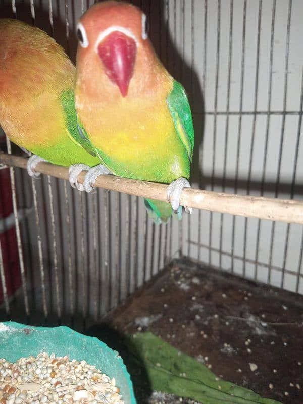 love bird fisher breeder pair 2